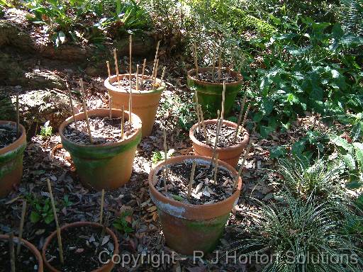 Perennials in pots 